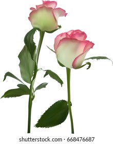 illustration with two rose flowers isolated on white background