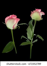 illustration with two rose flowers isolated on black background