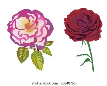 illustration with two rose flowers isolated on white background