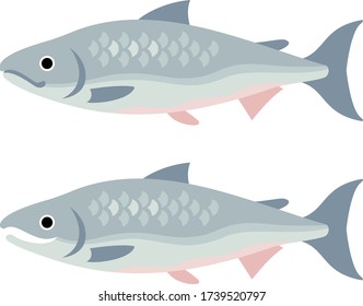 Illustration of two salmon (open mouth, closed mouth)