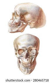 Illustration with two skulls. Watercolor. Vector. Hand drawn.