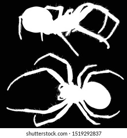 illustration with two spider silhouettes isolated on black background