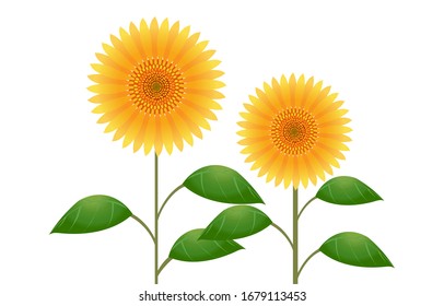 Illustration of two sunflowers, no background