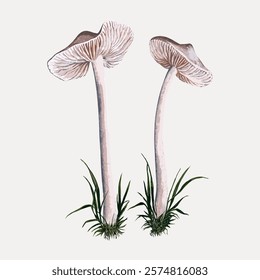 Illustration of two tall mushrooms with long stems and wide caps, surrounded by grass. Detailed mushroom drawing with grass, showcasing natural elements. Vintage art drawing illustration vector.