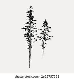 Illustration of two tall pine trees with detailed branches and needles. The pine trees stand side by side, showcasing their slender trunks and lush foliage. Vintage art illustration vector.
