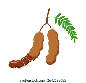 Illustration of two tamarind pods hanging from a branch with leaves, isolated on white