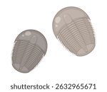 Illustration of two trilobite fossils