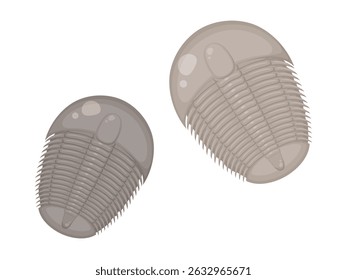 Illustration of two trilobite fossils