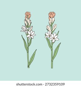 Illustration von zwei Tuberose Blume.