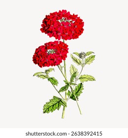 Illustration of two vibrant red flowers with green leaves. Red flowers stand out against a white background. Detailed floral art with lush green leaves. Vintage flower illustration vector.