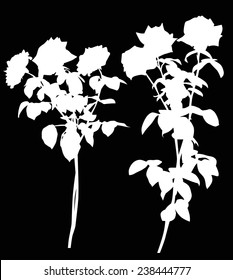 illustration with two white rose flowers isolated on black background