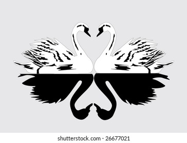 ilustración con dos cisnes blancos