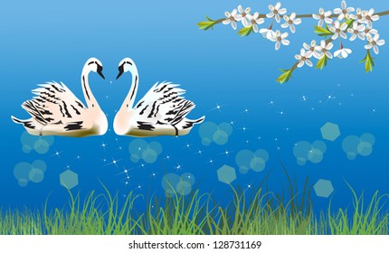 illustration with two white swans and cherry tree blossom branch