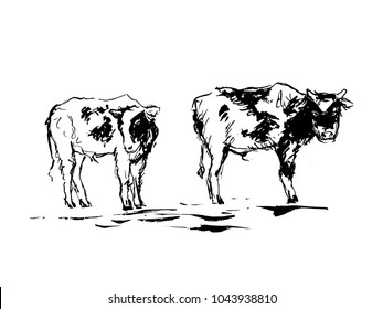 Illustration of two young bulls.