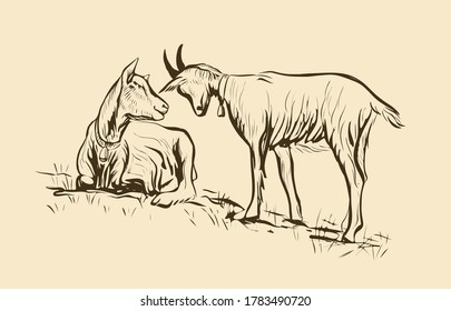 Illustration  Two young goats graze in meadow  Vector sketch  Black   white drawing by hand  Each drawing consists separate layers    the color background is isolated  Easy to edit 