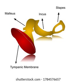Illustration of tympanic membrane with bony ossicles within inner ear.