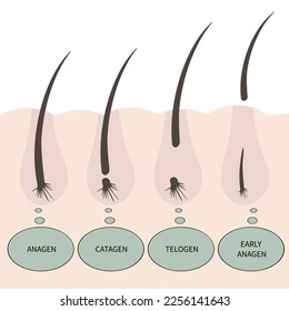 Illustration with type of eyelashes. Phases of growth. Hair growth cycle. Anagen, catagen, telogen, early anagen. 
Speech bubble with text.