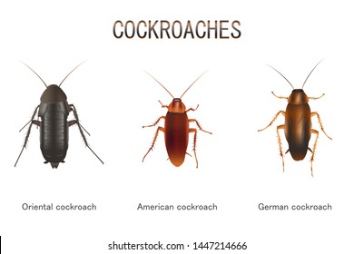 Illustration of Types of Cockroaches