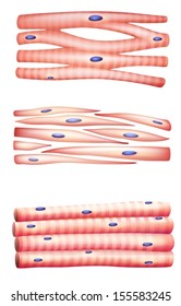 2,749 Skeletal muscle cells Images, Stock Photos & Vectors | Shutterstock