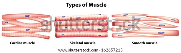 Illustration Types Muscles On White Background Stock Vector (Royalty ...