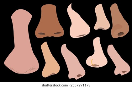 Illustration of types and shapes of human noses, suitable for your creative designs