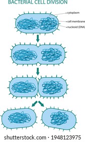 Ilustración de la división celular bacteriana típica.