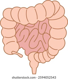 Illustration of a typical large intestine