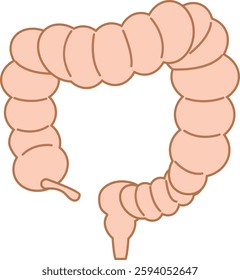 Illustration of a typical large intestine
