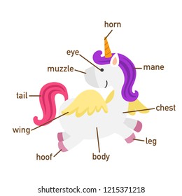 Illustration of unicorn vocabulary part of body.vector