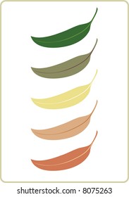 Illustration of the unique Australian Eucalyptus tree leaf. svg