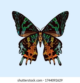 Illustration of Urania Moth from Madagascar. Vector, line art, 
high ditalization. Beautiful butterfly art