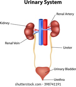 Illustration of Urinary system anatomy