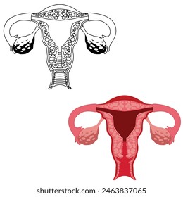 illustration of the uterus ovary. Female reproductive system.  uterus ovary