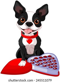 Illustration of Valentine day Boston terrier