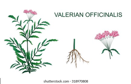 illustration of Valeriana officinalis roots and inflorescence