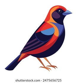 illustration of a varied bunting on white