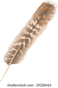 illustration with variegated single feather isolated on white background