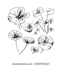 Illustration of various black and white line-drawn nasturtium flowers.