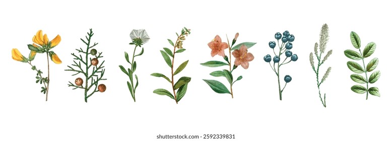 Illustration of various botanical elements, featuring diverse plants and flowers. Includes leaves, berries, and blossoms in a botanical style. Botanical elements, vector set.