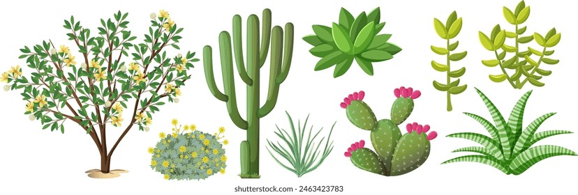 Illustration of various colorful desert plants