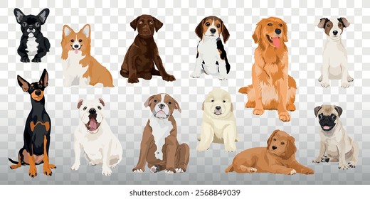 Illustration of various dog breeds including a Chihuahua, Corgi, Beagle, and Golden Retriever. Dogs are sitting and lying down on a transparent background. Cute element vector set.