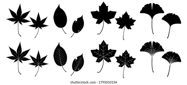 Illustration of various fallen autumn leaves