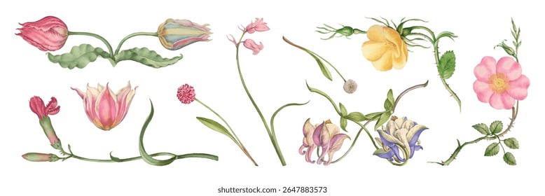 Illustration of various flowers, including tulips, roses, and lilies. Delicate floral designs with vibrant colors and intricate details. Botanical art with flowers. Watercolor element vector set.
