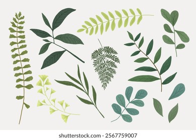 Illustration of various green leaves and ferns. Botanical leaves, diverse shapes. Green leaves, botanical design. Ferns and leaves, nature-inspired art. Nature element vector set.