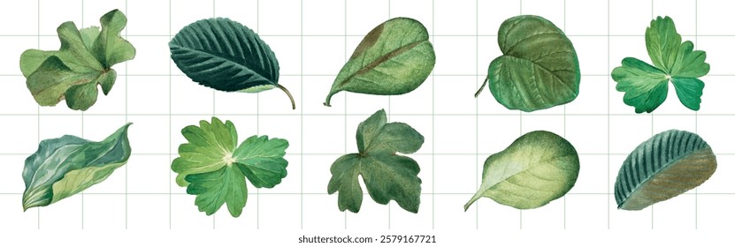 Illustration of various green leaves on a grid background. Different leaf shapes and textures. Green leaves arranged in a row. Botanical leaf collection. Vintage illustrations, isolated vector set.