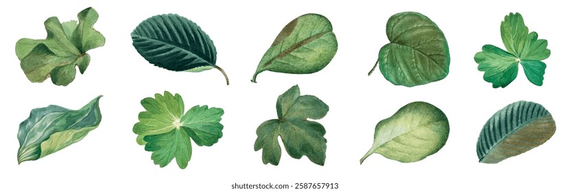 Illustration of various green leaves, showcasing different shapes and textures. The leaves are arranged in a row, highlighting their unique patterns and shades. Watercolor element vector set.