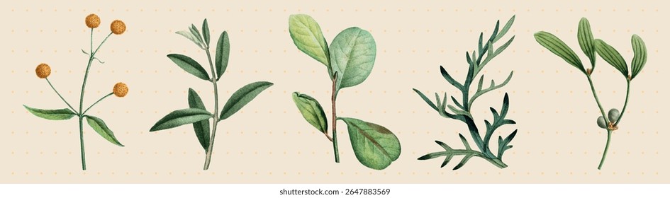 Illustration of various green plants and herbs. Botanical design with leaves and stems. Nature-themed artwork featuring diverse plant species. Watercolor element vector set.