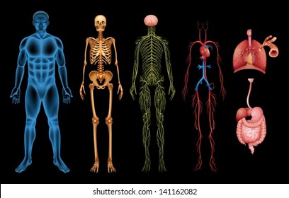 Illustration of various human body systems and organs