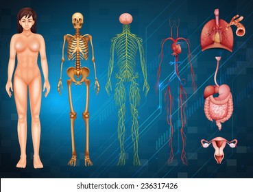 Illustration of various human body systems and organs