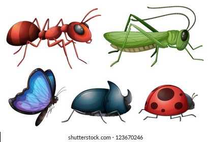 Illustration of various insects and bugs on a white background